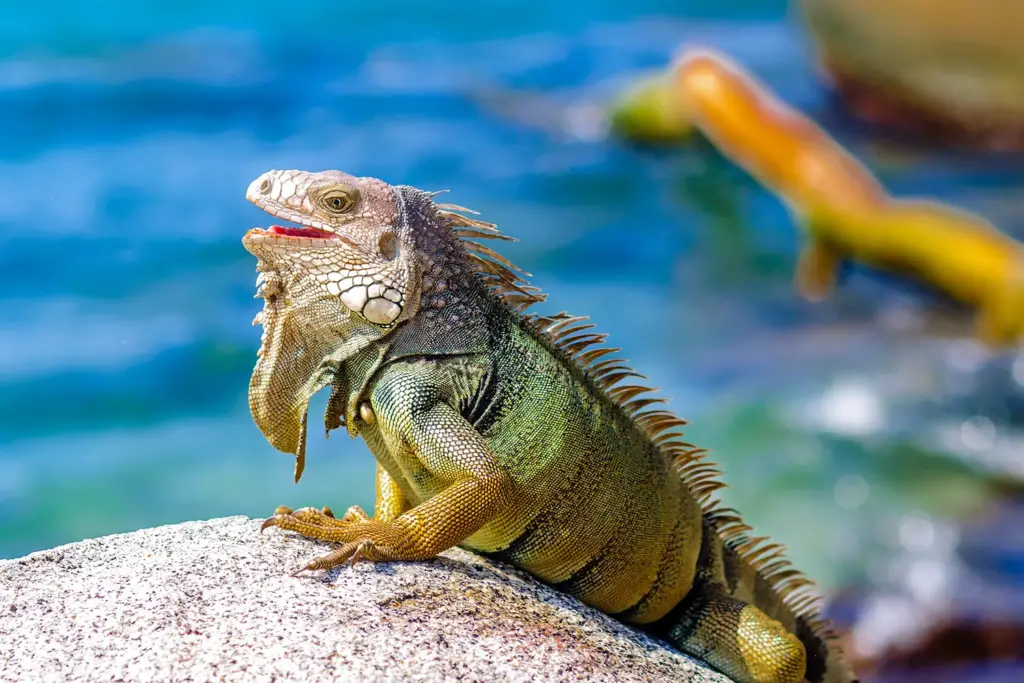 iguana tayrona national park colombia