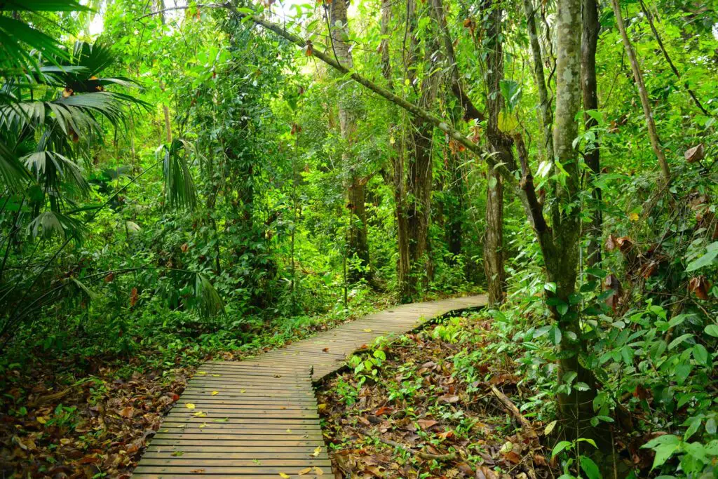 walking path tayrona national park colombia
